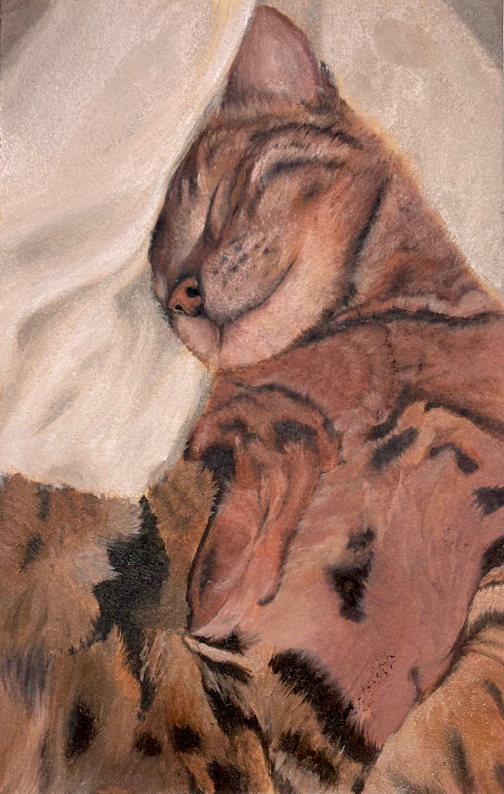 Sleepy cat